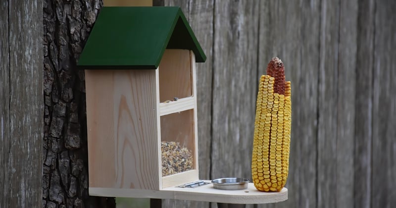 Alimentation recommandée pour les répétitions intensives de fanfare : nos conseils